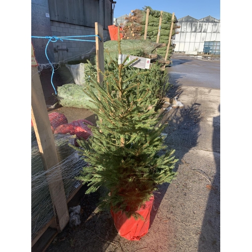 18 - FIVE POTTED NORWAY CHRISTMAS TREES + VAT.  THE TREE PICTURES ARE OF GENERAL STOCK. TO BE SOLD FOR TH... 