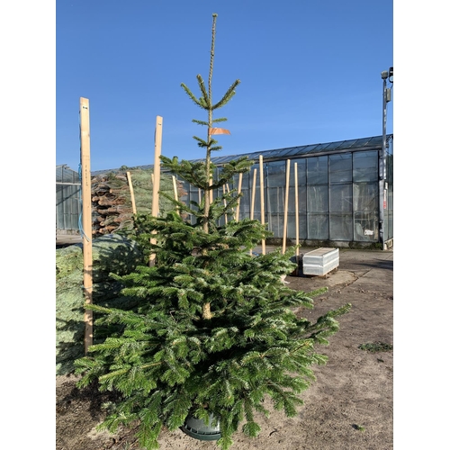 2 - FIVE NORDMAN FIR CHRISTMAS TREES 6-7 FT TALL + VAT. THE TREE PICTURES ARE OF GENERAL STOCK. TO BE SO... 