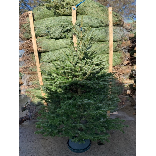 20 - FIVE NORDMAN FIR PREMIUM CHRISTMAS TREES 175CM/200CM + VAT. THE TREE PICTURES ARE OF GENERAL STOCK. ... 