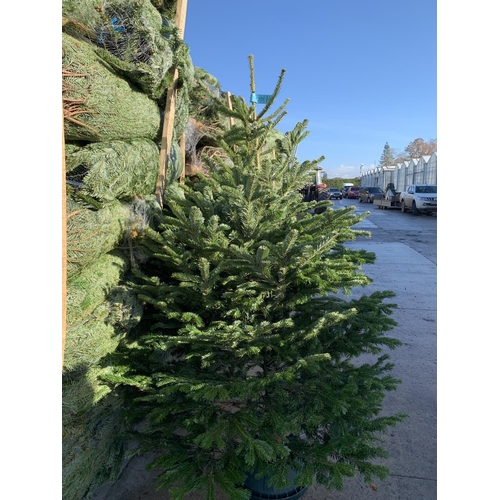 24 - FIVE NORDMAN FIR PREMIUM CHRISTMAS TREES 175CM/200CM + VAT. THE TREE PICTURES ARE OF GENERAL STOCK. ... 