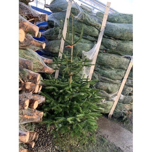 25 - FIVE NORDMAN FIR CHRISTMAS TREES 5-6 FT TALL + VAT.  THE TREE PICTURES ARE OF GENERAL STOCK. TO BE S... 