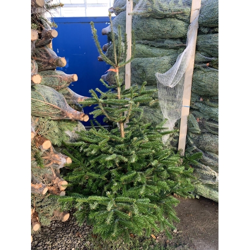28 - FIVE NORDMAN FIR CHRISTMAS TREES 5-6 FT TALL + VAT.  THE TREE PICTURES ARE OF GENERAL STOCK. TO BE S... 