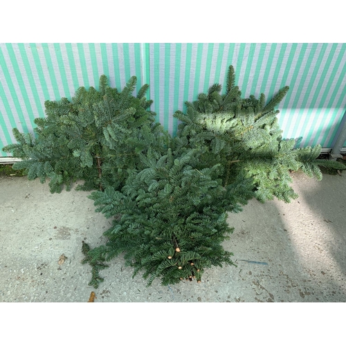 33 - THREE BUNDLES OF NORDMAN FIR FOR WREATHS, SWAGS, GRAVE POTS ETC + VAT. TO BE SOLD FOR THE THREE