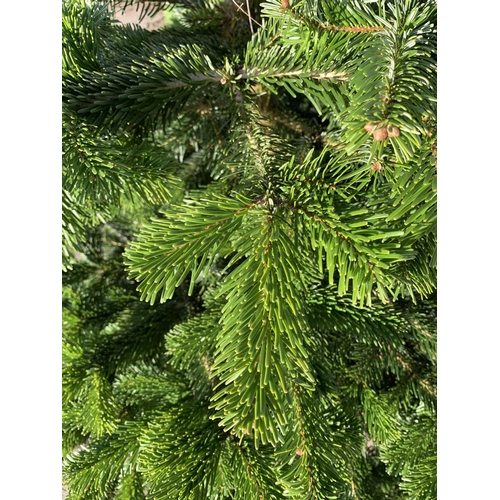 4 - FIVE NORDMAN FIR CHRISTMAS TREES 6-7 FT TALL + VAT. THE TREE PICTURES ARE OF GENERAL STOCK. TO BE SO... 