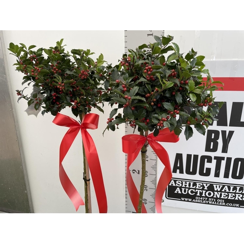 40 - TWO STANDARD ILEX MESERVEAE BLUE MAID HOLLY TREES WITH BERRIES IN 7.5 LTR POTS 150CM TALL + VAT TO B... 