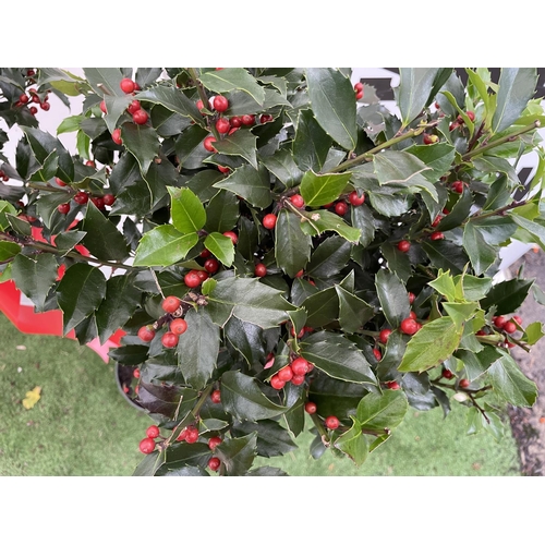 40 - TWO STANDARD ILEX MESERVEAE BLUE MAID HOLLY TREES WITH BERRIES IN 7.5 LTR POTS 150CM TALL + VAT TO B... 