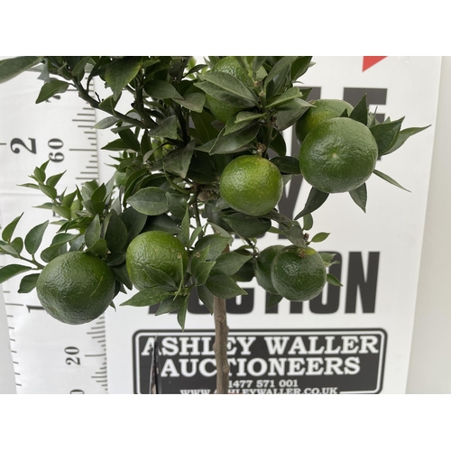 45 - ONE STANDARD CITRUS MANDARIN TREE WITH FRUIT IN SIZE P22 POTS HEIGHT 90-100CM TALL NO VAT