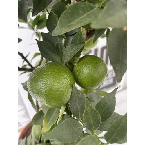 46 - ONE STANDARD CITRUS MANDARIN TREE WITH FRUIT IN SIZE P22 POTS HEIGHT 90-100CM TALL NO VAT
