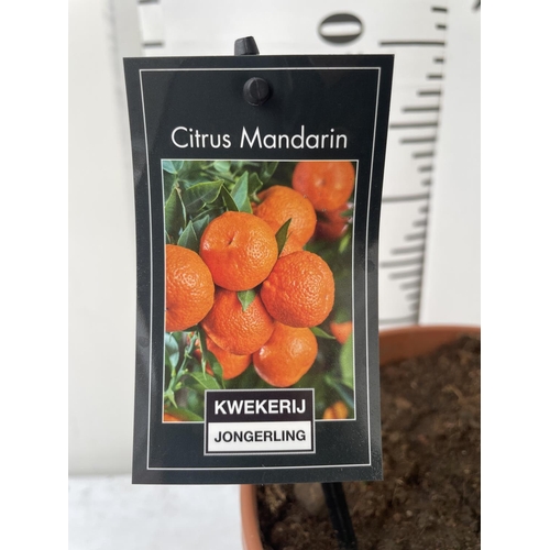46 - ONE STANDARD CITRUS MANDARIN TREE WITH FRUIT IN SIZE P22 POTS HEIGHT 90-100CM TALL NO VAT