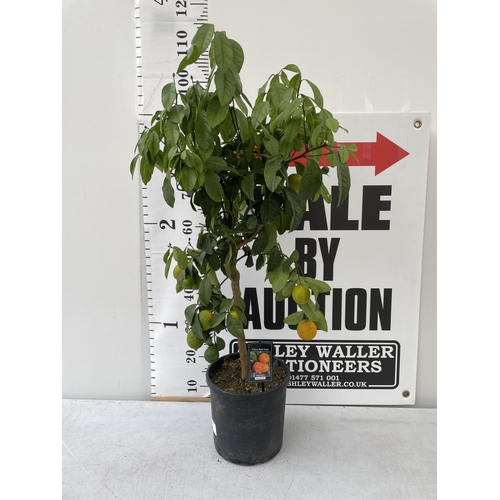 48 - ONE CITRUS RED LIME TREE WITH FRUIT IN P22 POTS HEIGHT 100CM NO VAT
