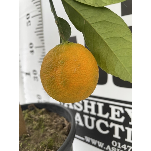 48 - ONE CITRUS RED LIME TREE WITH FRUIT IN P22 POTS HEIGHT 100CM NO VAT