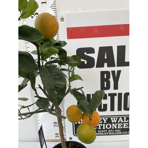 49 - ONE STANDARD GRAPEFRUIT TREE WITH FRUIT APPROX 90CM IN HEIGHT NO VAT