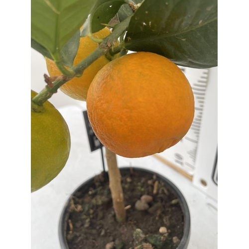 49 - ONE STANDARD GRAPEFRUIT TREE WITH FRUIT APPROX 90CM IN HEIGHT NO VAT