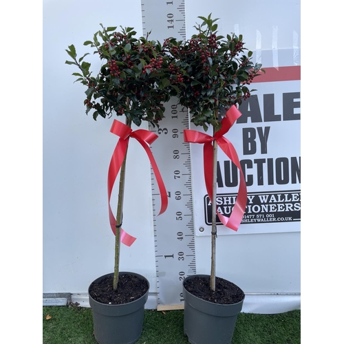 54 - TWO STANDARD ILEX MESERVEAE BLUE MAID HOLLY TREES WITH BERRIES IN 7.5 LTR POTS 150CM TALL + VAT TO B... 