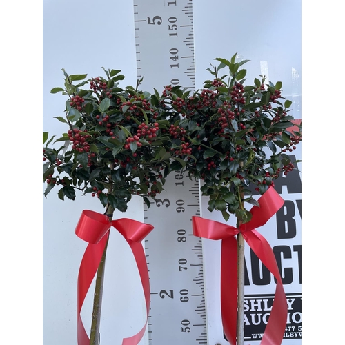 54 - TWO STANDARD ILEX MESERVEAE BLUE MAID HOLLY TREES WITH BERRIES IN 7.5 LTR POTS 150CM TALL + VAT TO B... 
