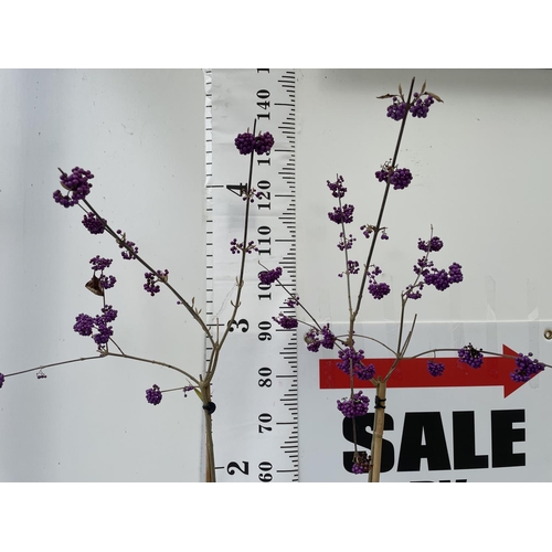 56 - TWO STANDARD CALLICARPA BODINIERI PROFUSION IN 4 LTR POTS + VAT TO BE SOLD FOR THE TWO PLANTS