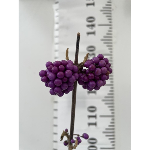 56 - TWO STANDARD CALLICARPA BODINIERI PROFUSION IN 4 LTR POTS + VAT TO BE SOLD FOR THE TWO PLANTS