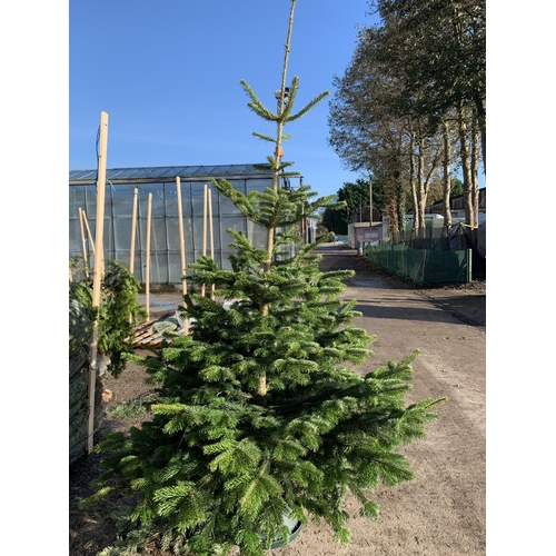 6 - FIVE NORDMAN FIR CHRISTMAS TREES 6-7 FT TALL + VAT. THE TREE PICTURES ARE OF GENERAL STOCK. TO BE SO... 