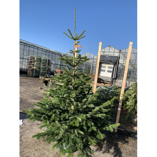 6 - FIVE NORDMAN FIR CHRISTMAS TREES 6-7 FT TALL + VAT. THE TREE PICTURES ARE OF GENERAL STOCK. TO BE SO... 