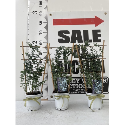 65 - THREE EUCALYPTUS PULVERULENTA BABY BLUE PATIO READY  ON A TRELLIS SIZE P12 HEIGHT 60CM + VAT TO BE S... 