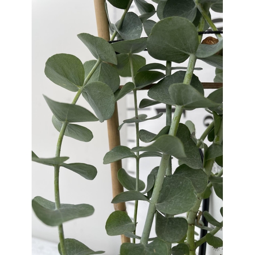 65 - THREE EUCALYPTUS PULVERULENTA BABY BLUE PATIO READY  ON A TRELLIS SIZE P12 HEIGHT 60CM + VAT TO BE S... 