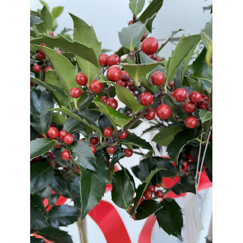 69 - TWO STANDARD ILEX MESERVEAE BLUE MAID HOLLY TREES WITH BERRIES IN 7.5 LTR POTS 150CM TALL + VAT TO B... 