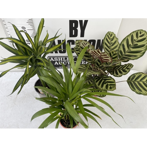 71 - THREE HOUSE PLANTS TO INCLUDE A CALATHEA (60CM IN HEIGHT) A DYPSIS PALM (60CM IN HEIGHT) AND A DRACE... 