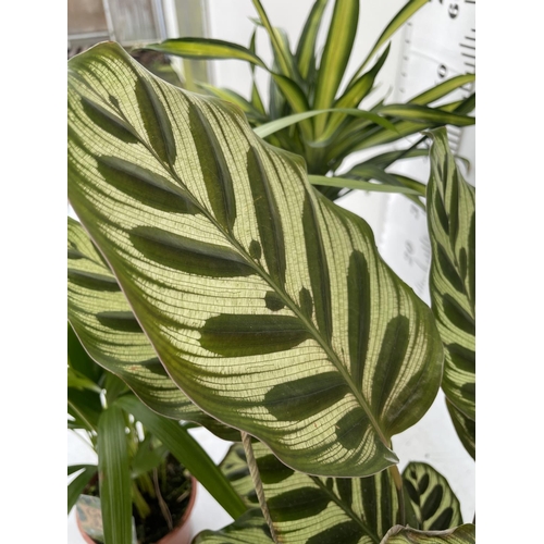 71 - THREE HOUSE PLANTS TO INCLUDE A CALATHEA (60CM IN HEIGHT) A DYPSIS PALM (60CM IN HEIGHT) AND A DRACE... 