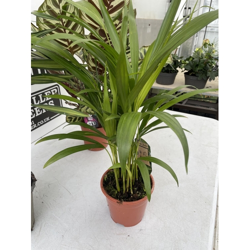 71 - THREE HOUSE PLANTS TO INCLUDE A CALATHEA (60CM IN HEIGHT) A DYPSIS PALM (60CM IN HEIGHT) AND A DRACE... 