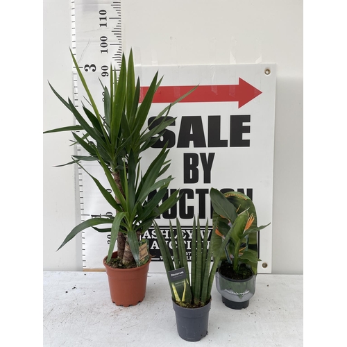 72 - THREE HOUSE PLANTS TO INCLUDE A YUCCA APPROX ONE METRE IN HEIGHT, A DECORUM AND A BIRD OF PARADISE +... 