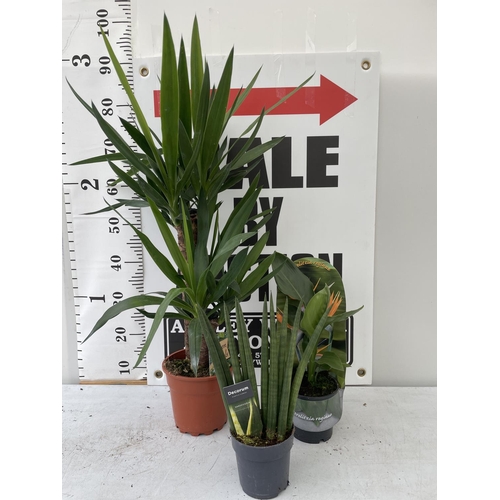 72 - THREE HOUSE PLANTS TO INCLUDE A YUCCA APPROX ONE METRE IN HEIGHT, A DECORUM AND A BIRD OF PARADISE +... 