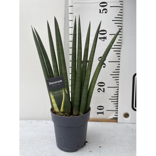 72 - THREE HOUSE PLANTS TO INCLUDE A YUCCA APPROX ONE METRE IN HEIGHT, A DECORUM AND A BIRD OF PARADISE +... 