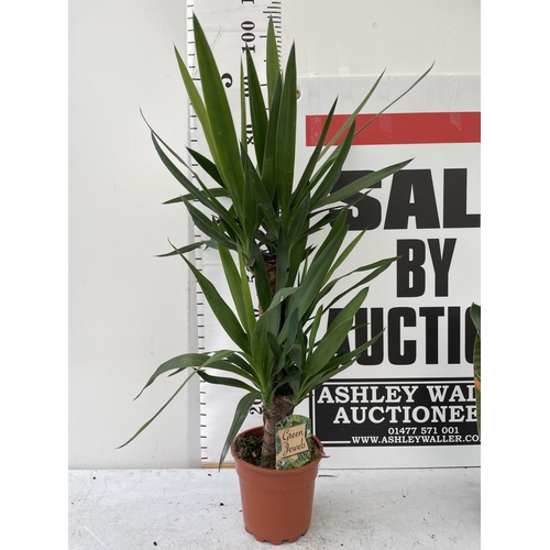 72 - THREE HOUSE PLANTS TO INCLUDE A YUCCA APPROX ONE METRE IN HEIGHT, A DECORUM AND A BIRD OF PARADISE +... 