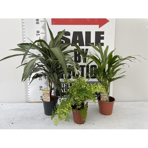 73 - THREE HOUSE PLANTS TO INCLUDE A DRACAENA (70CM IN HEIGHT) A DYPSIS PALM (60CM IN HEIGHT) AND A FERN ... 