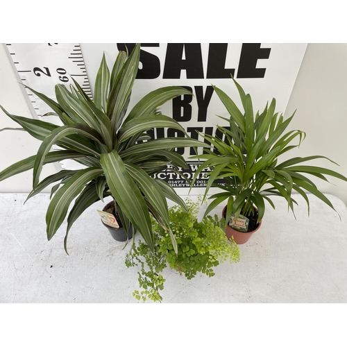 73 - THREE HOUSE PLANTS TO INCLUDE A DRACAENA (70CM IN HEIGHT) A DYPSIS PALM (60CM IN HEIGHT) AND A FERN ... 