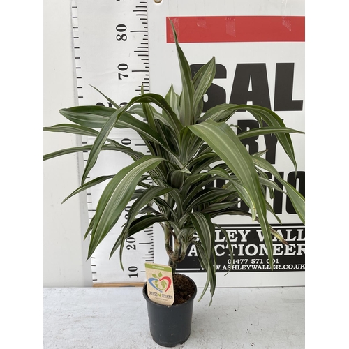 73 - THREE HOUSE PLANTS TO INCLUDE A DRACAENA (70CM IN HEIGHT) A DYPSIS PALM (60CM IN HEIGHT) AND A FERN ... 