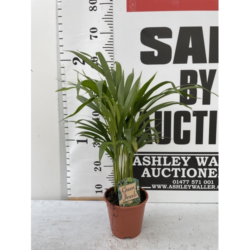 73 - THREE HOUSE PLANTS TO INCLUDE A DRACAENA (70CM IN HEIGHT) A DYPSIS PALM (60CM IN HEIGHT) AND A FERN ... 