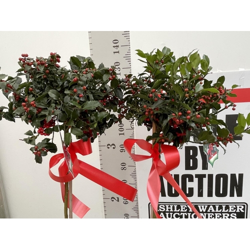 79 - TWO STANDARD ILEX MESERVEAE BLUE MAID HOLLY TREES WITH BERRIES IN 7.5 LTR POTS 150CM TALL + VAT