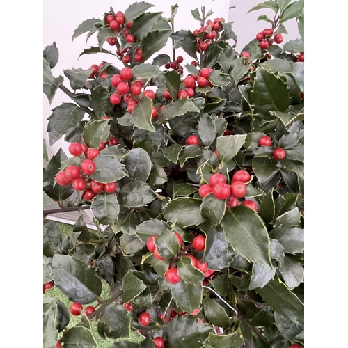 79 - TWO STANDARD ILEX MESERVEAE BLUE MAID HOLLY TREES WITH BERRIES IN 7.5 LTR POTS 150CM TALL + VAT