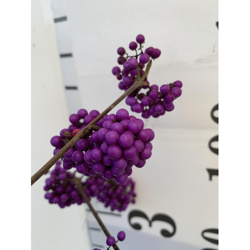 94 - TWO STANDARD CALLICARPA BODINIERI PROFUSION IN 4 LTR POTS + VAT TO BE SOLD FOR THE TWO PLANTS