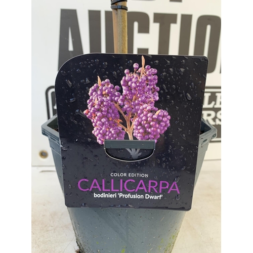 94 - TWO STANDARD CALLICARPA BODINIERI PROFUSION IN 4 LTR POTS + VAT TO BE SOLD FOR THE TWO PLANTS