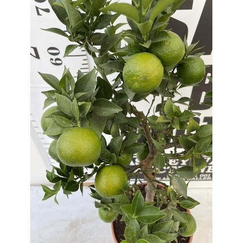 95 - ONE STANDARD MANDARIN FRUIT TREE WITH FRUIT APPROX 80CM IN HEIGHT NO VAT