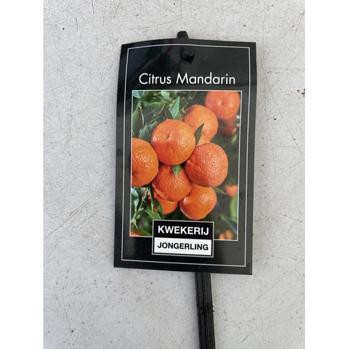 95 - ONE STANDARD MANDARIN FRUIT TREE WITH FRUIT APPROX 80CM IN HEIGHT NO VAT