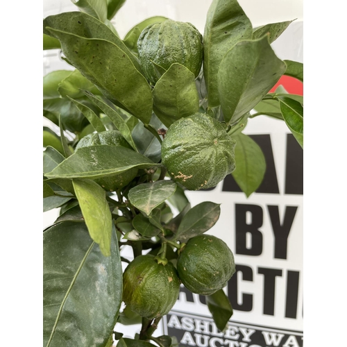 96 - ONE STANDARD CITRUS GRAPEFRUIT TREE WITH FRUIT SIZE P22 100CM TALL NO VAT