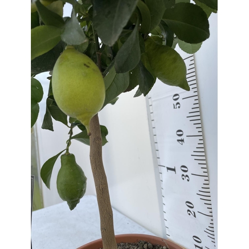 97 - ONE STANDARD LEMON FRUIT TREE WITH FRUIT APPROX 90CM IN HEIGHT NO VAT