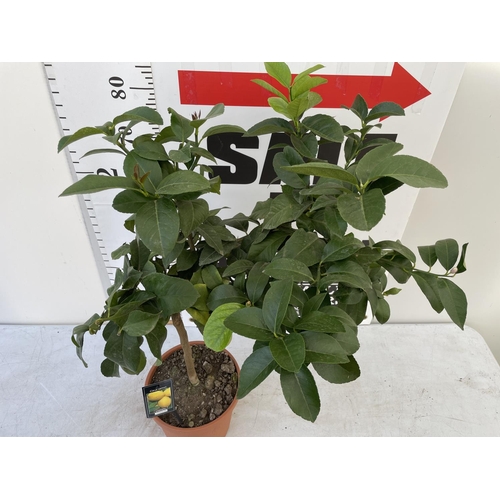 97 - ONE STANDARD LEMON FRUIT TREE WITH FRUIT APPROX 90CM IN HEIGHT NO VAT