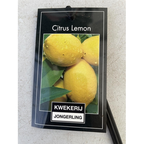 97 - ONE STANDARD LEMON FRUIT TREE WITH FRUIT APPROX 90CM IN HEIGHT NO VAT