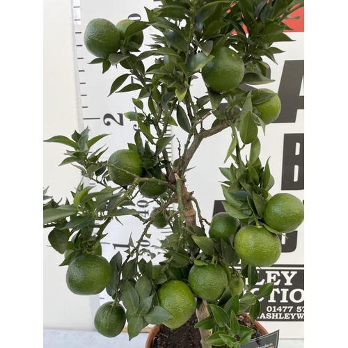 98 - ONE STANDARD CITRUS MANDARIN TREE WITH FRUIT SIZE P22 OVER 90CM TALL NO VAT