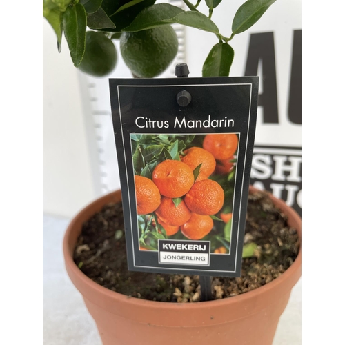 98 - ONE STANDARD CITRUS MANDARIN TREE WITH FRUIT SIZE P22 OVER 90CM TALL NO VAT