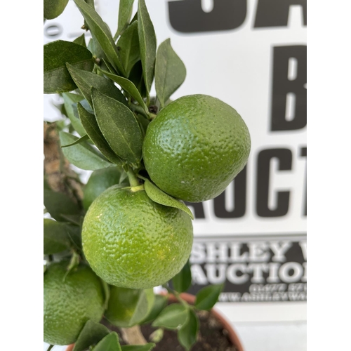 98 - ONE STANDARD CITRUS MANDARIN TREE WITH FRUIT SIZE P22 OVER 90CM TALL NO VAT